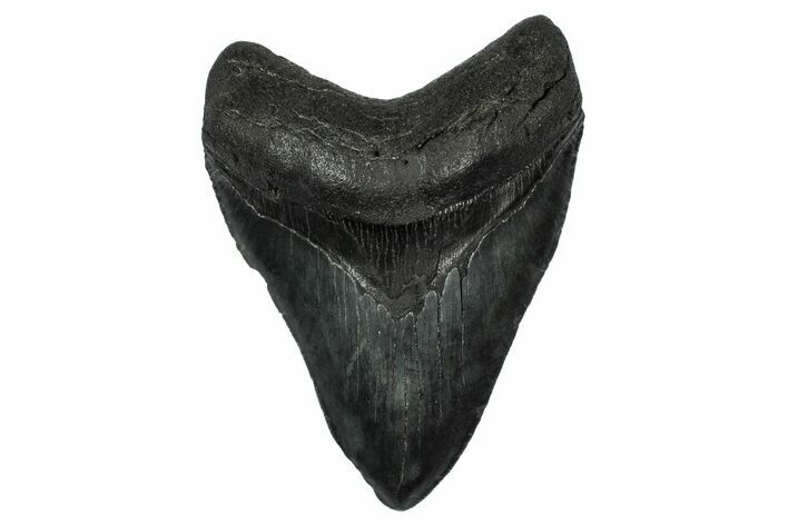 Serrated, Fossil Megalodon Tooth - South Carolina #345805